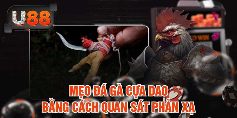 Mẹo đá gà cựa dao bằng cách quan sát phản xạ