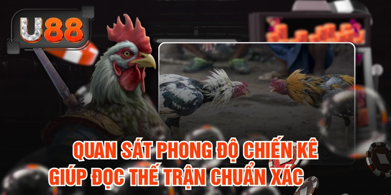 Quan sát phong độ chiến kê giúp đọc thế trận chuẩn xác